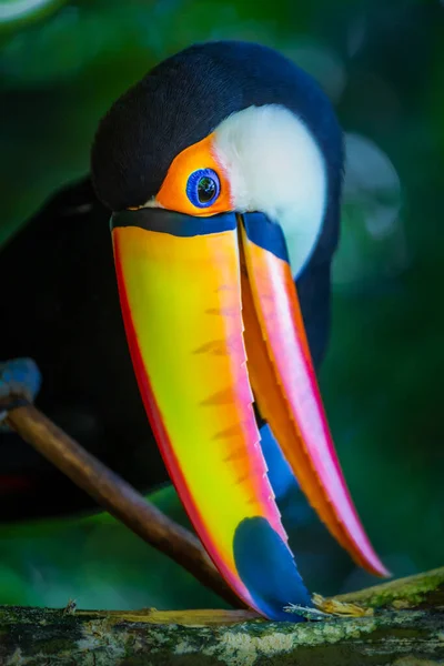 Colorful Cute Toco Toucan Tropical Bird Pantanal Brazil — Stockfoto