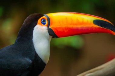 Pantanal, Brezilya 'da Toucan kenarı profili