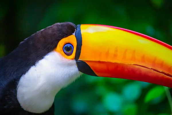 Perfil Lateral Tucano Close Pantanal Brasil — Fotografia de Stock