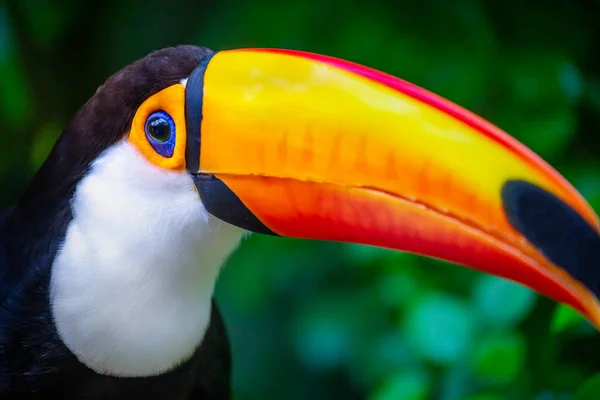 Perfil Lateral Tucano Close Pantanal Brasil — Fotografia de Stock