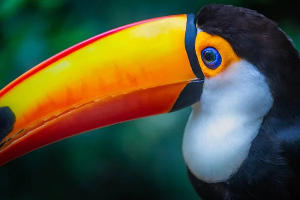 Pássaro Tropical Tucano Colorido Toco Pantanal Brasil — Fotografia de Stock