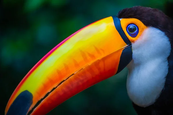 Colorful Toco Toucan Tropical Bird Pantanal Brazil — Fotografia de Stock