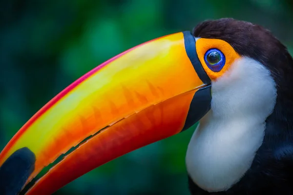 Colorful Toco Toucan Tropical Bird Pantanal Brazil — Fotografia de Stock