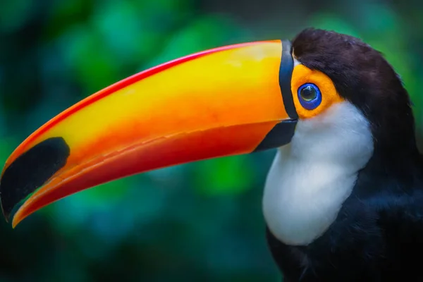 Colorful Toco Toucan Tropical Bird Pantanal Brazil — Stock Photo, Image