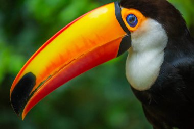 Pantanal, Brezilya 'da renkli Toco Toucan tropikal kuşu
