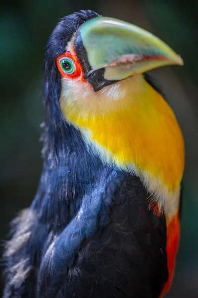 Young Toco Toucan Tropical Bird Pantanal Brazil — Stock Fotó