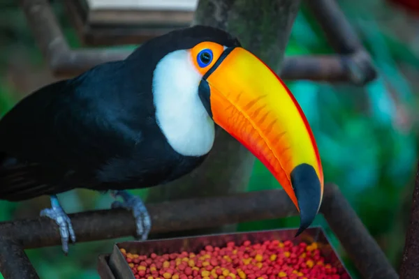 多彩的Toco Toucan热带鸟类在巴西Pantanal吃东西 — 图库照片