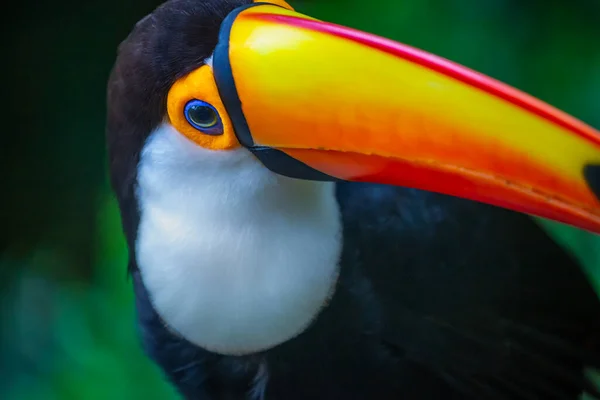 Pássaro Tropical Tucano Colorido Toco Pantanal Brasil — Fotografia de Stock