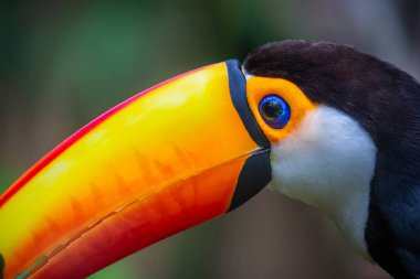 Pantanal, Brezilya 'da renkli Toco Toucan tropikal kuşu