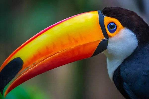 Колоритная Тропическая Птица Токо Тукан Пантанале Бразилия — стоковое фото