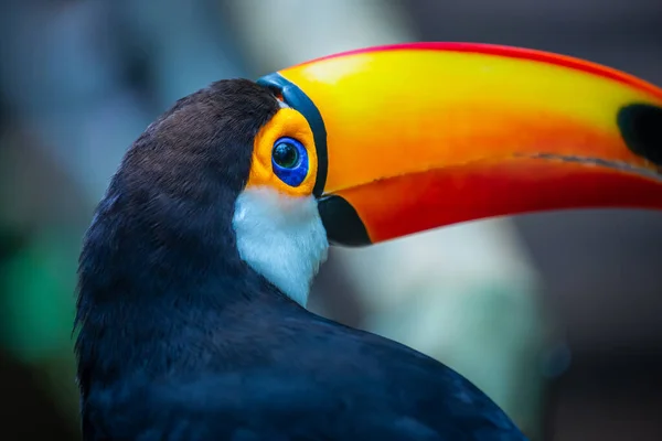 Pássaro Tropical Tucano Colorido Toco Pantanal Brasil — Fotografia de Stock