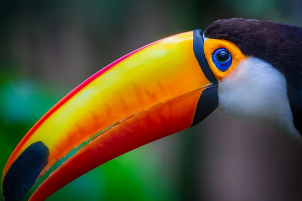 Colorato Uccello Tropicale Toco Toucan Pantanal Brasile — Foto Stock