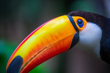 Colorful Toco Toucan tropical bird in Pantanal, Brazil
