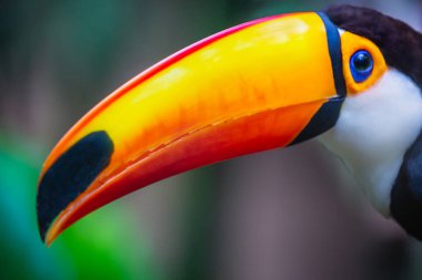 Pantanal, Brezilya 'da renkli Toco Toucan tropikal kuşu