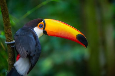 Toucan side profile close-up in Pantanal, Brazil