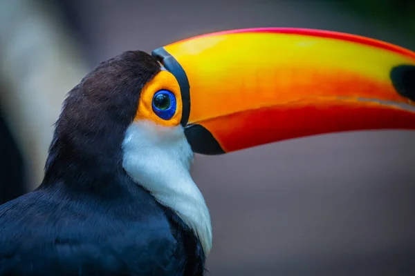 Colorful Toco Toucan Tropical Bird Pantanal Brazil — Fotografia de Stock