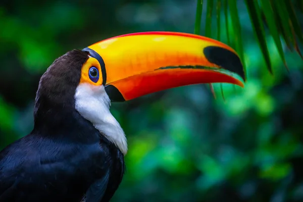 Colorful Toco Toucan Tropical Bird Pantanal Brazil — Fotografia de Stock