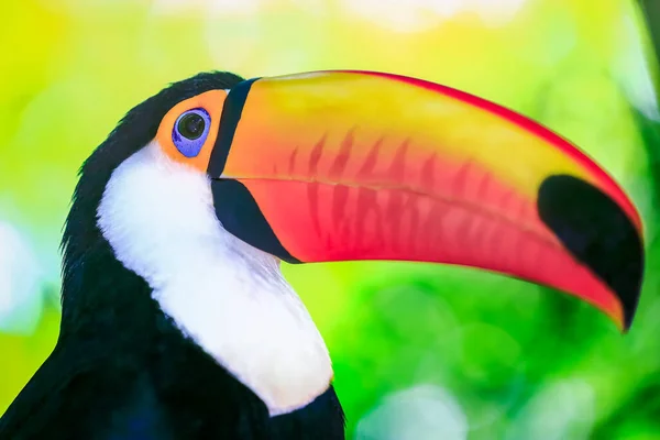 Thoughtful Toco Toucan Tropical Bird Pantanal Brazil — Fotografia de Stock