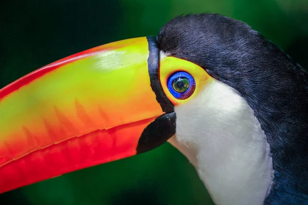 Pássaro Tropical Tucano Colorido Toco Pantanal Brasil — Fotografia de Stock