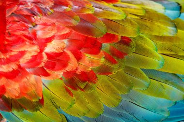 Plumage pattern of Macaw parrot feathers close-up