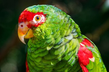 Brezilya Pantanal 'da yeşil muhabbet kuşu başı.