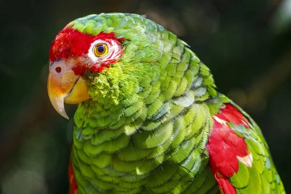 Green parakeet head close-up in Pantanal, Brazil