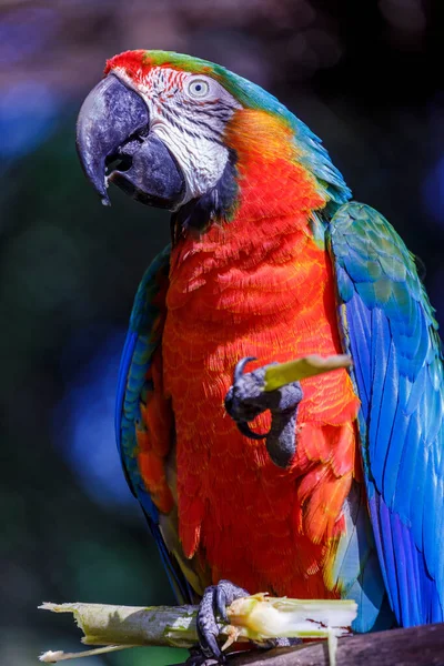 Gros Plan Perroquet Aras Coloré Regardant Caméra — Photo