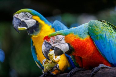 Renkli Kırmızı ve sarı mavi papağan Pantanal, Brezilya 'da birlikte yiyorlar.