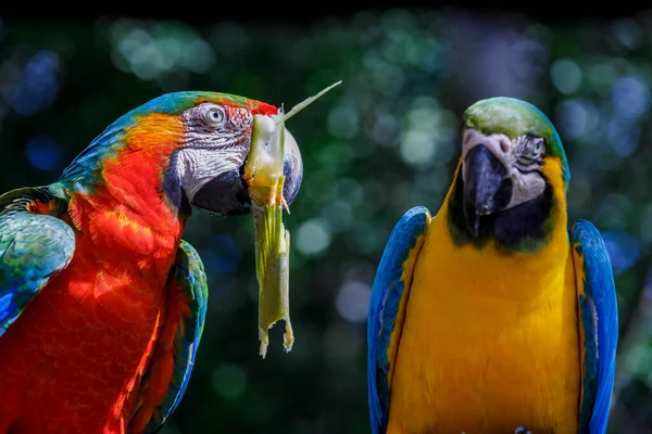 Colorful Scarlet Yellow Blue Macaw Eating Together Pantanal Brazil — Fotografia de Stock