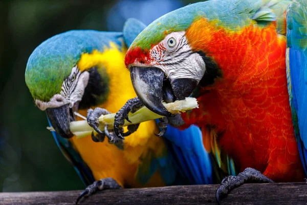 Colorful Scarlet Yellow Blue Macaw Eating Together Pantanal Brazil — Foto Stock