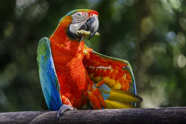 Colorful Macaw parrot eating and looking at camera at sunlight