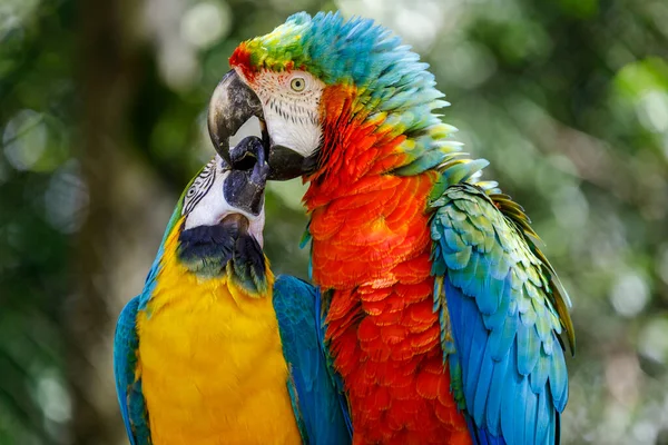 Couple Perroquets Aras Colorés Embrassant Affection Pantanal Brésil — Photo