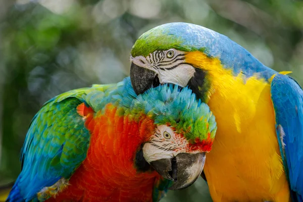 Два Разноцветных Попугая Ара Вместе Пантанале Бразилия — стоковое фото