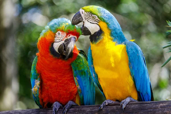 Two Colorful macaw parrots together in Pantanal, Brazil