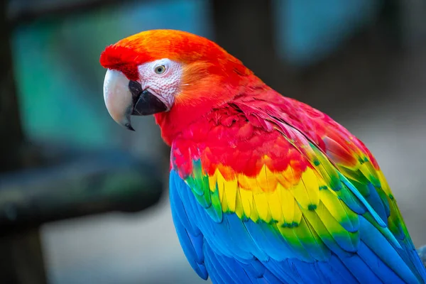 Colorful Macaw Parrot Back View Wings — Fotografia de Stock