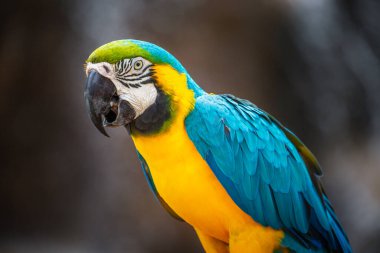 Pantanal 'da sarı ve mavi papağan Brezilya' da kameraya bakıyor.