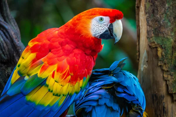 Colorful Macaw Parrot Back View Wings — 图库照片