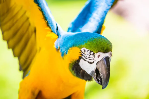 Yellow Blue Macaw Parrot Open Wings Hunting Pantanal Brazil — Fotografia de Stock