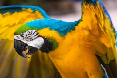 Yellow and blue Macaw parrot with open wings hunting in Pantanal, Brazil