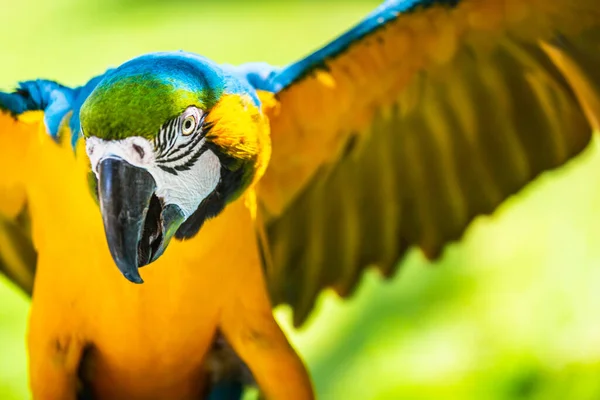 Yellow Blue Macaw Parrot Open Wings Hunting Pantanal Brazil — Stock Fotó