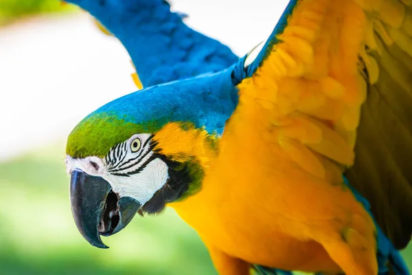 Желто Голубой Попугай Ара Открытыми Крыльями Охотится Пантанале Бразилия — стоковое фото