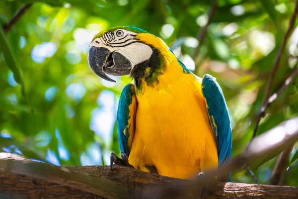 Yellow Blue Macaw Parrot Branch Tree Pantanal Brazil — Stock Fotó