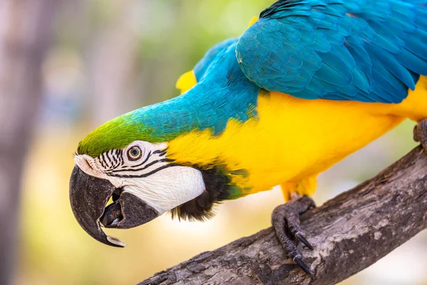 Yellow Blue Macaw Parrot Branch Tree Pantanal Brazil — Stock Fotó