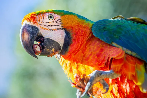 Крупный План Красочного Попугая Ара Смотрящего Камеру — стоковое фото
