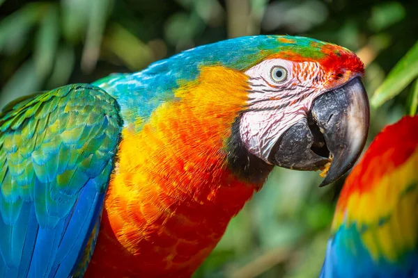 Gros Plan Perroquet Aras Coloré Regardant Caméra — Photo