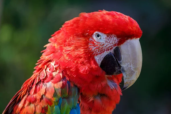 Крупный План Красочного Попугая Ара Смотрящего Камеру — стоковое фото