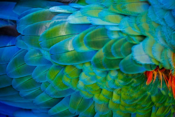 Plumage Pattern Macaw Parrot Feathers Close — Photo
