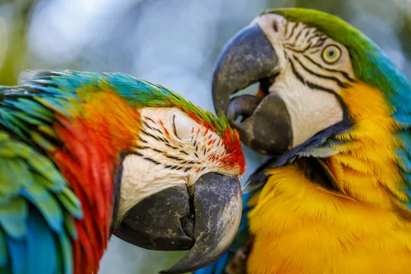 Deux Perroquets Aras Colorés Ensemble Pantanal Brésil — Photo