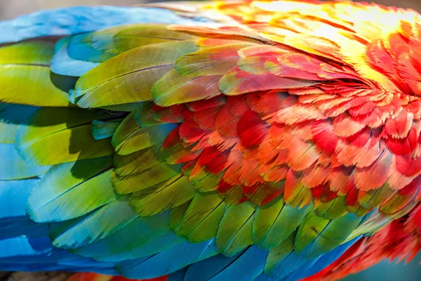 Плюмаж Перьев Попугая Ара Крупным Планом — стоковое фото