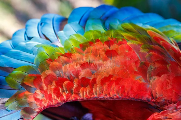Плюмаж Перьев Попугая Ара Крупным Планом — стоковое фото
